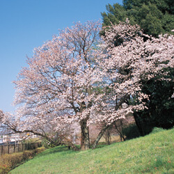 桜